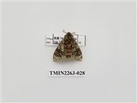 藏品(夙舟蛾屬)的圖片